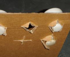 Corrugated cardbord with inserted ceramic caps; bottom view